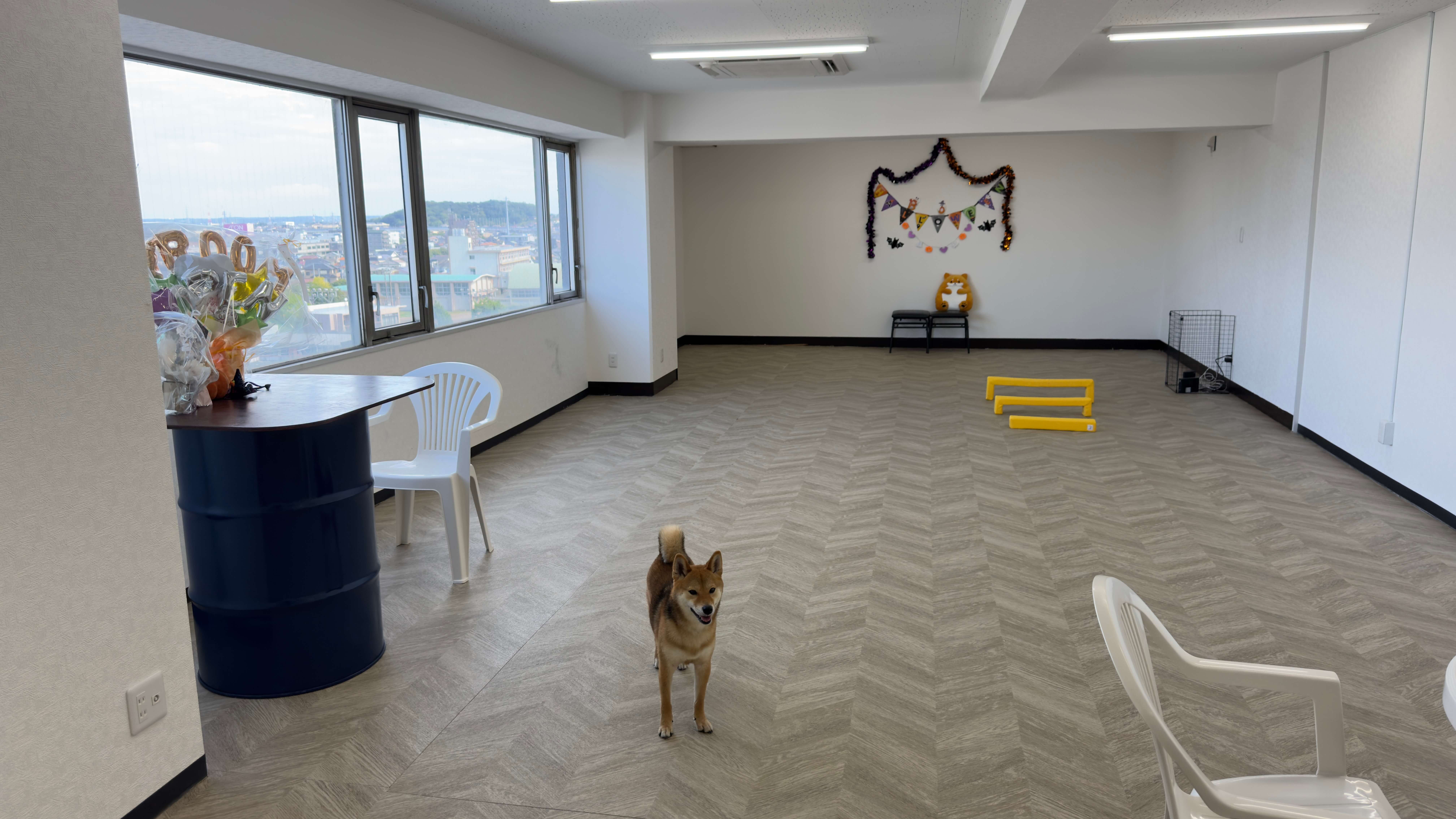 清潔感のあるドッグラン